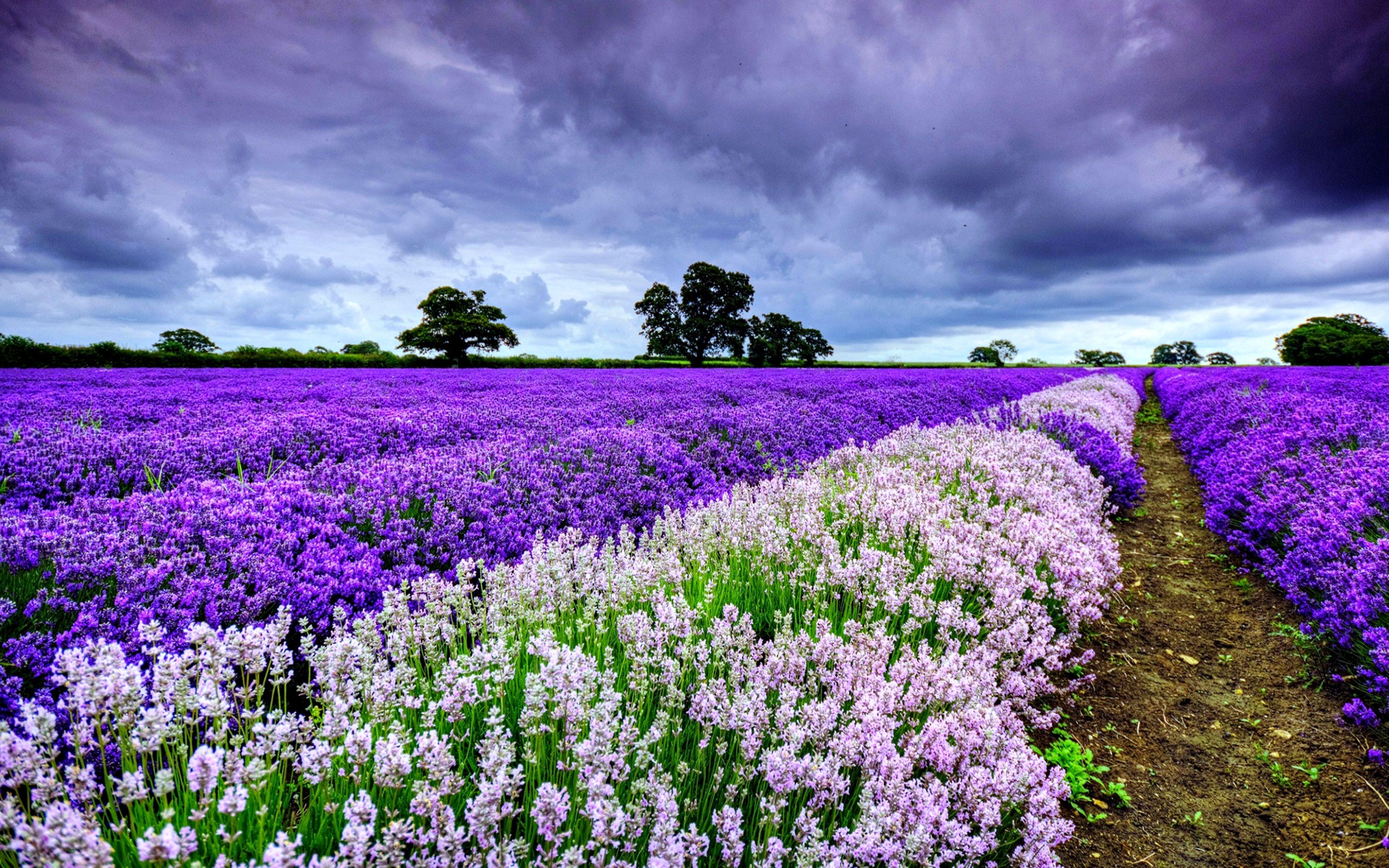 3840x2400 Flower Field Nature Spring Landscape .