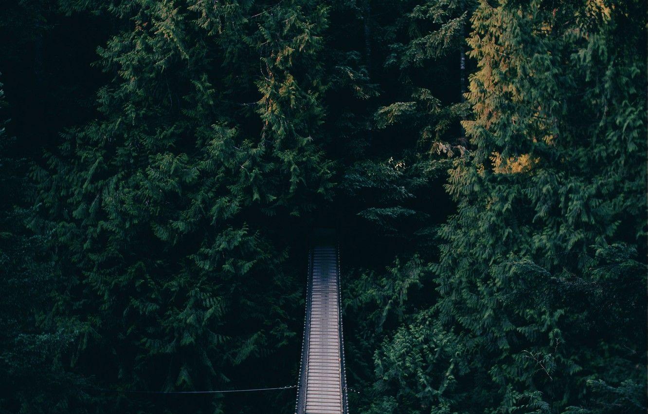 1332x850 Wallpaper trees, bridge, pines .