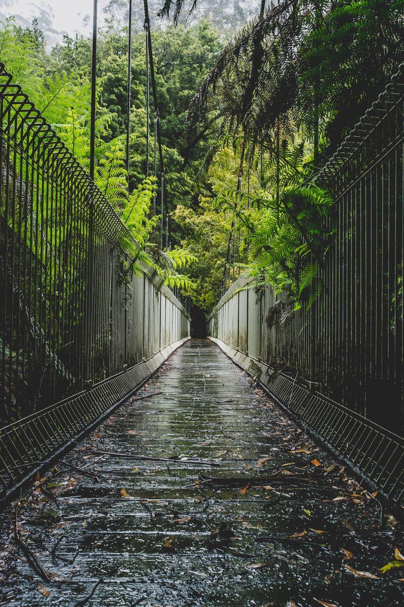 799x1200 Tarra Bulga Suspension Bridge Low .whisperingpeaks.com.au