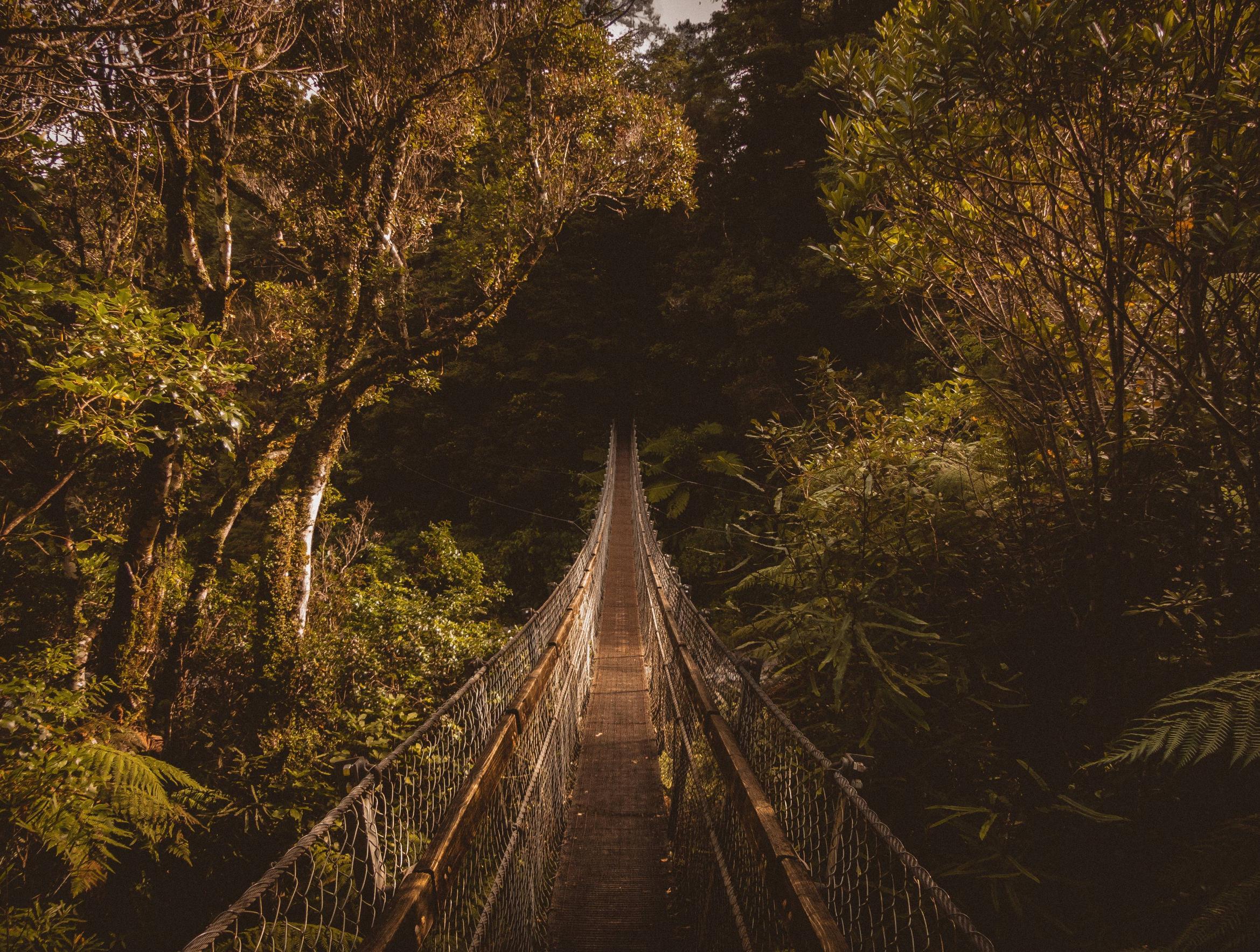 2339x1767 suspension bridge, bridge, trees .