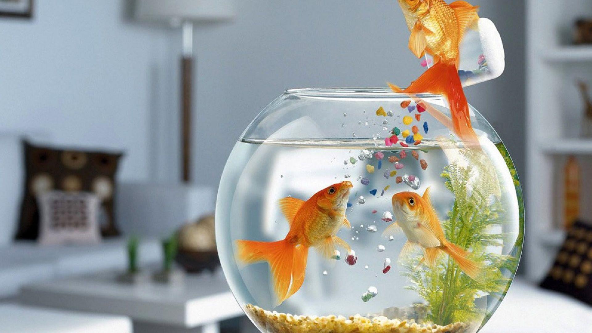 1920x1080 Fish wallpaper .