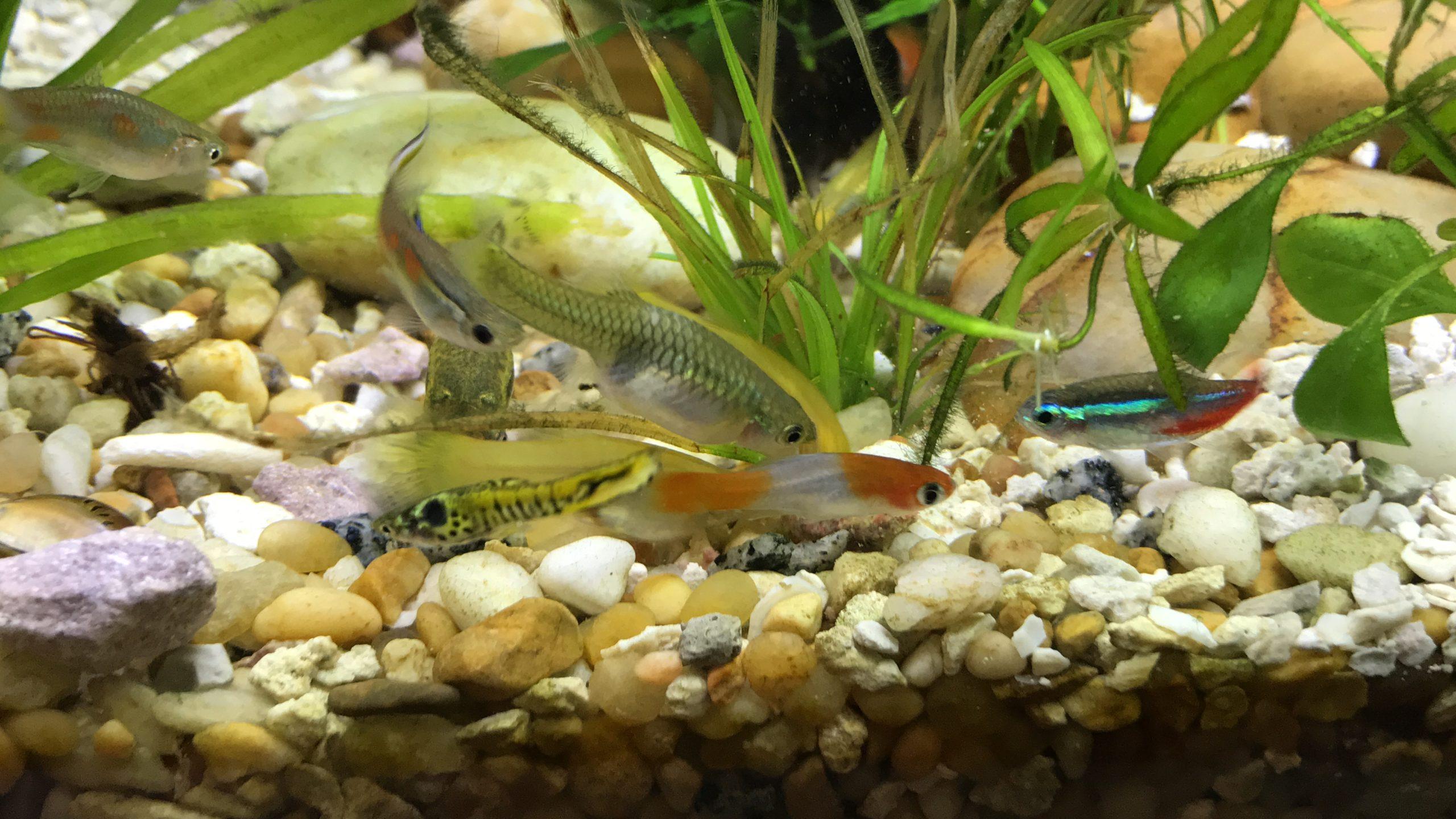 2560x1440 Fish Food to Feed your Fish .