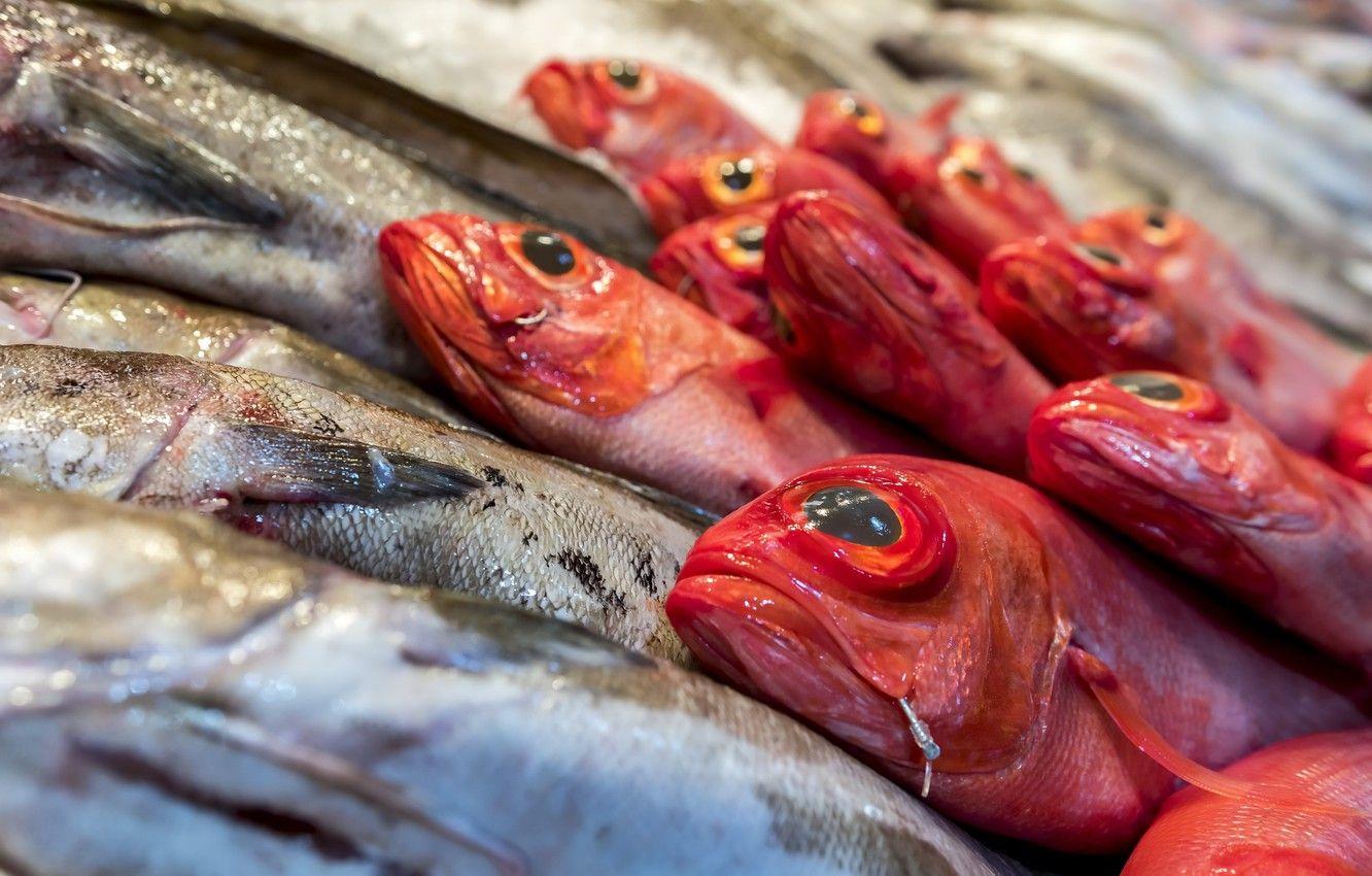 1332x850 Wallpaper fish, food, shop