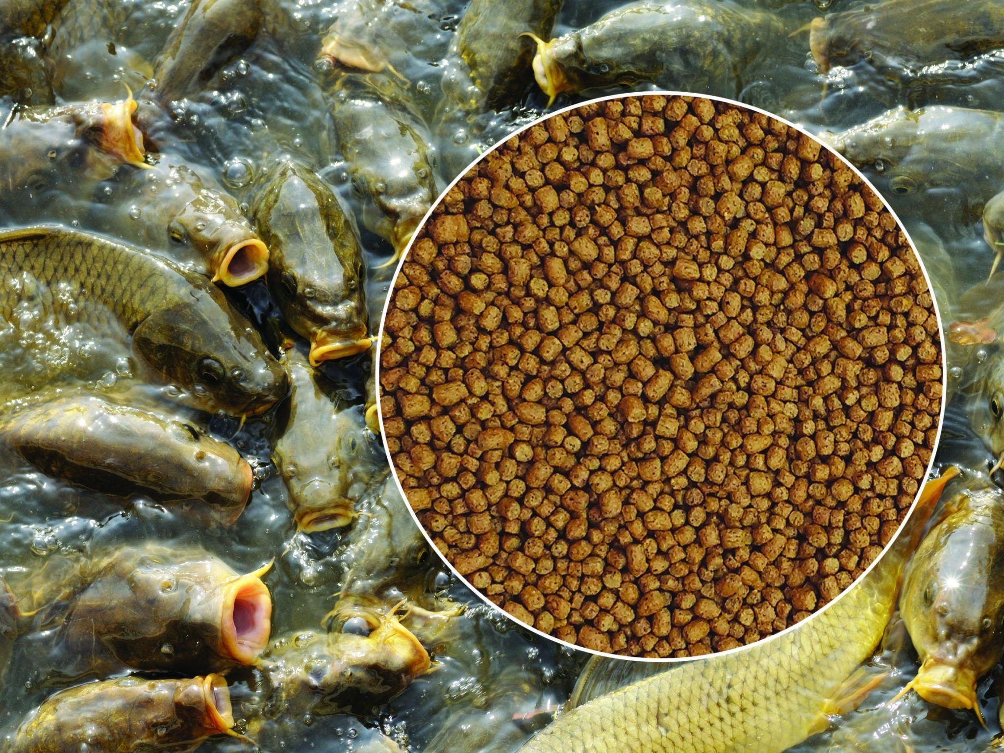 2048x1536 Fish Feed