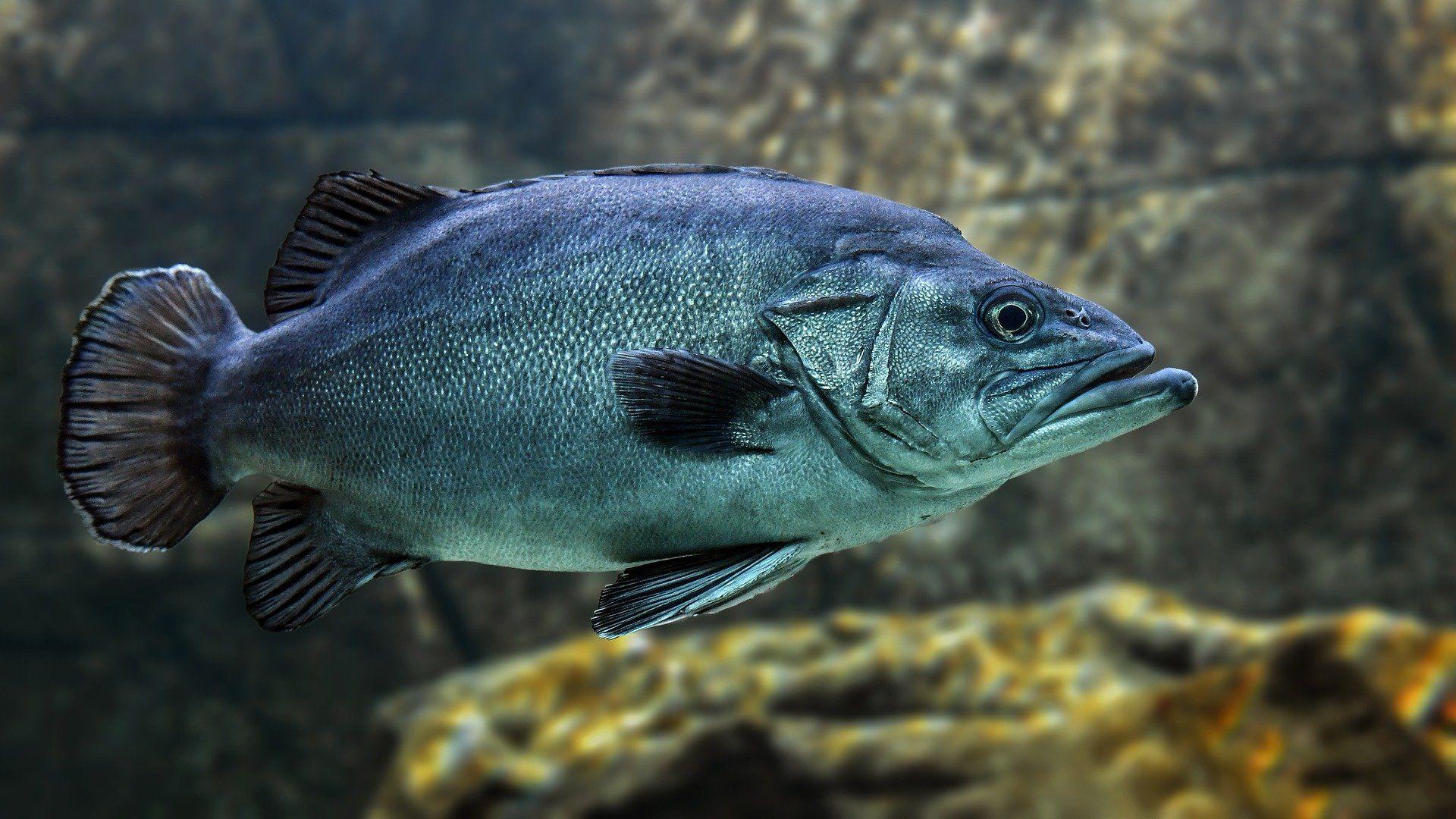 1920x1080 Researchers make fish feed from food