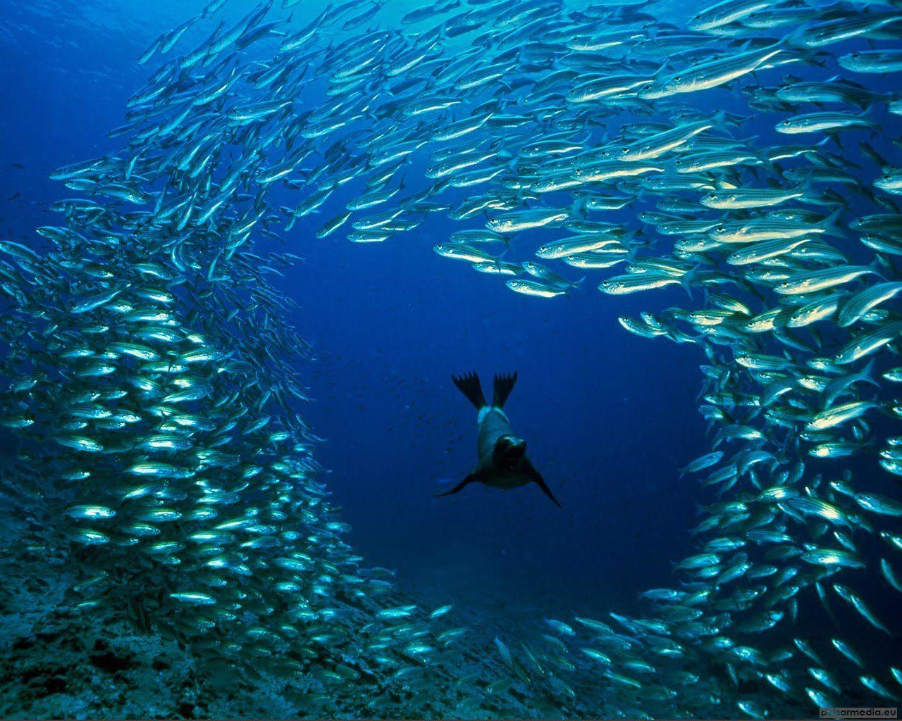 1280x1024 HD Ocean Sea Life Wallpaper on .