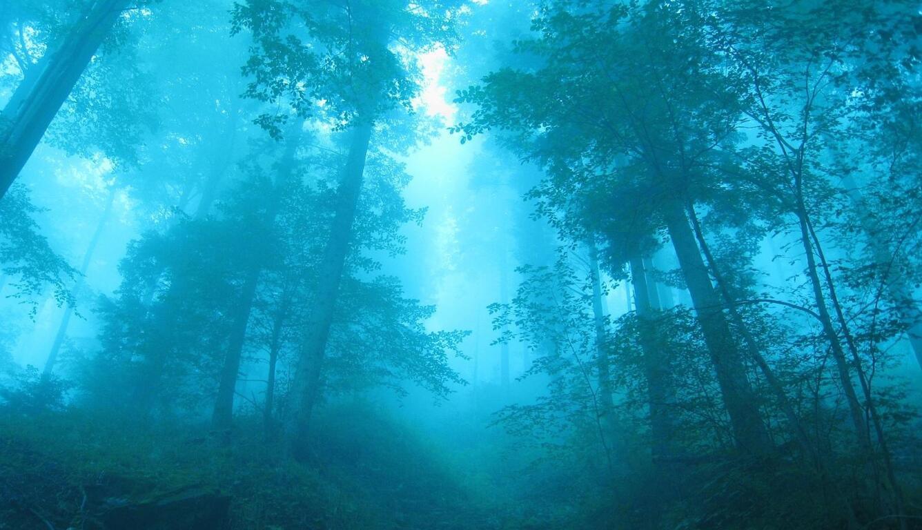 1336x768 Download Underwater Forest Wallpaperriowalls.