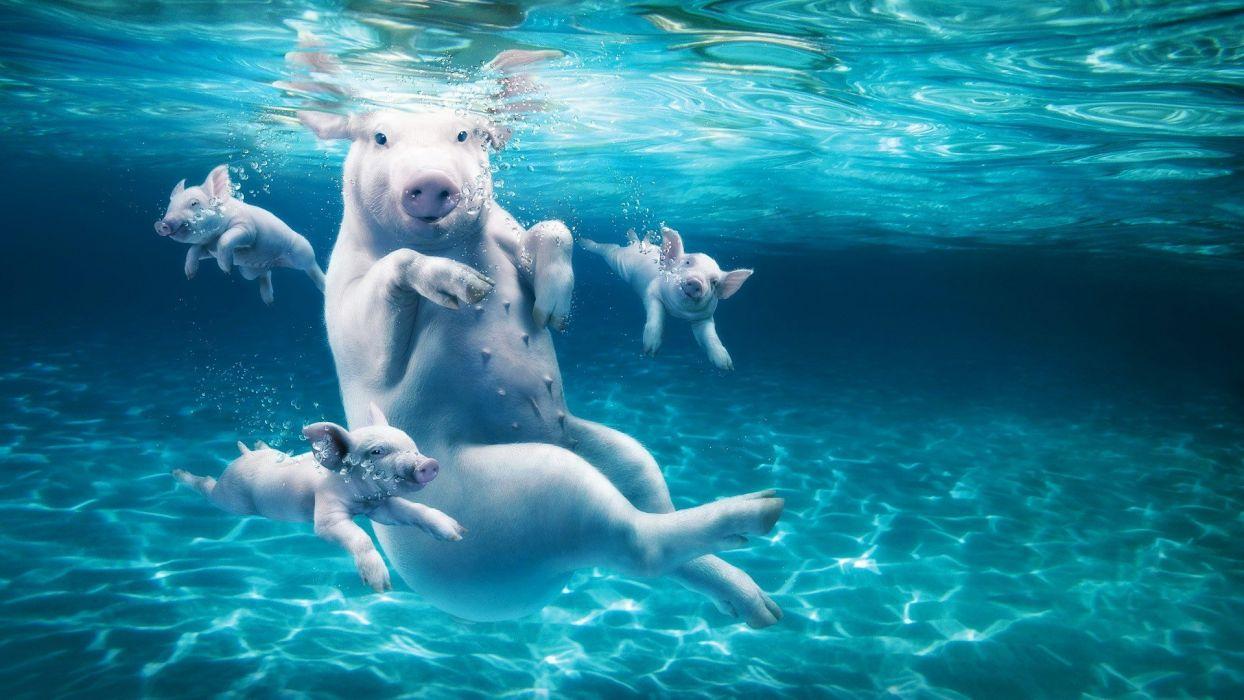 1244x700 Funny Wallpaper 17612266 wallpaper .