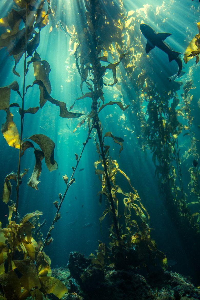 780x1170 Underwater