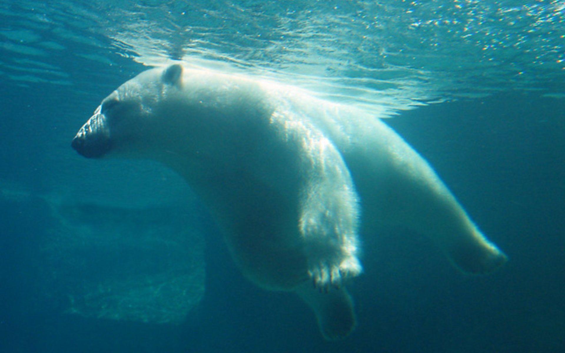 1920x1200 Funny Animals Polar Bear Underwater .