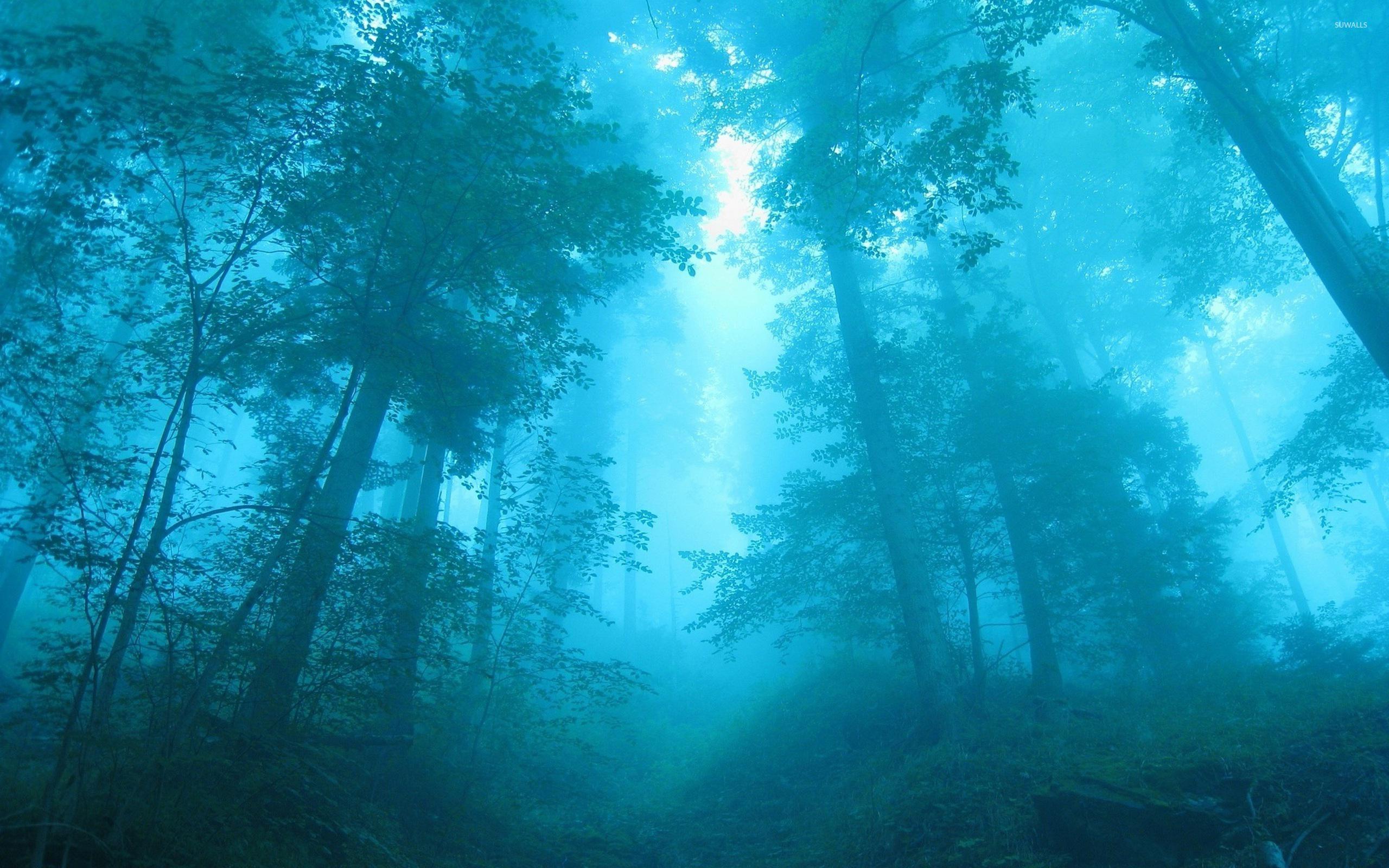 2560x1600 Blue Forest Wallpaperwallpaper.dog