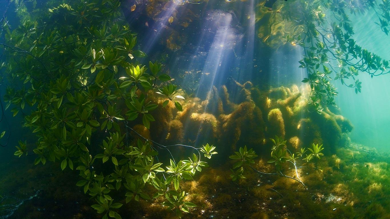 1366x768 Bing Wallpaper Archivebingwallpaper.