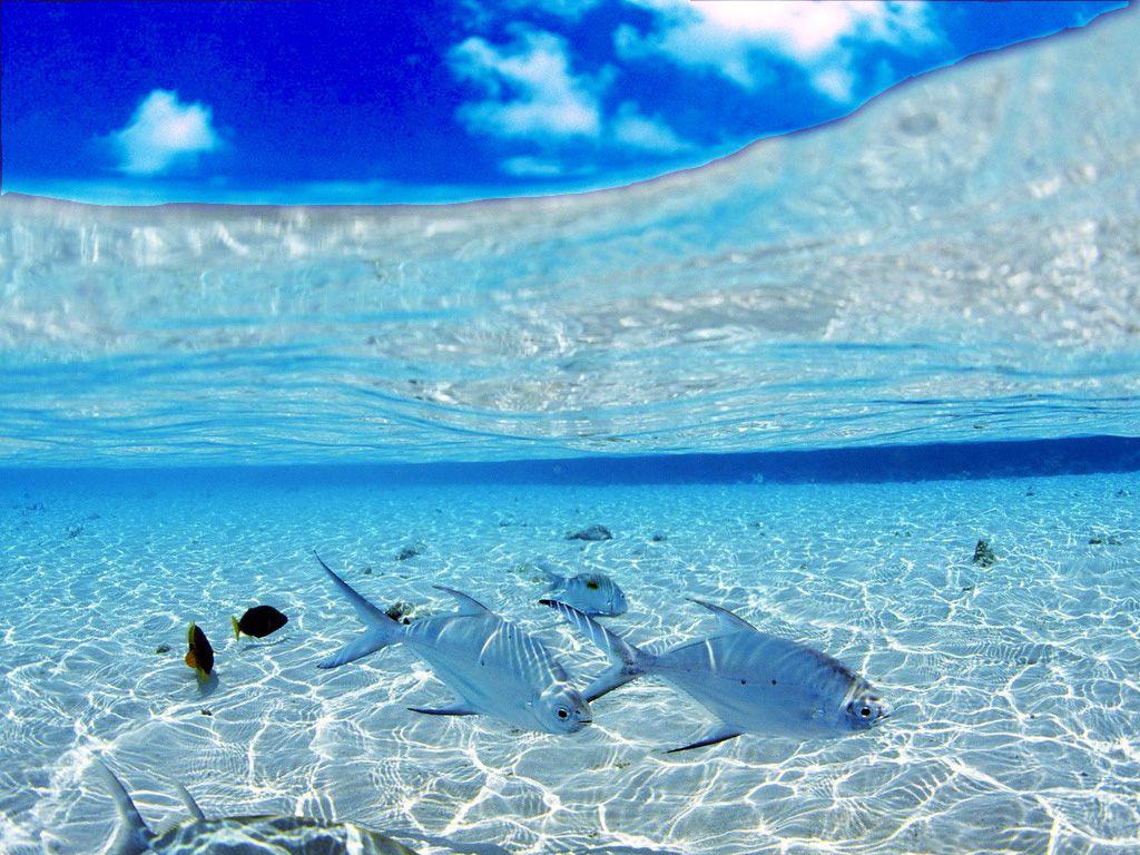 1024x768 Underwater