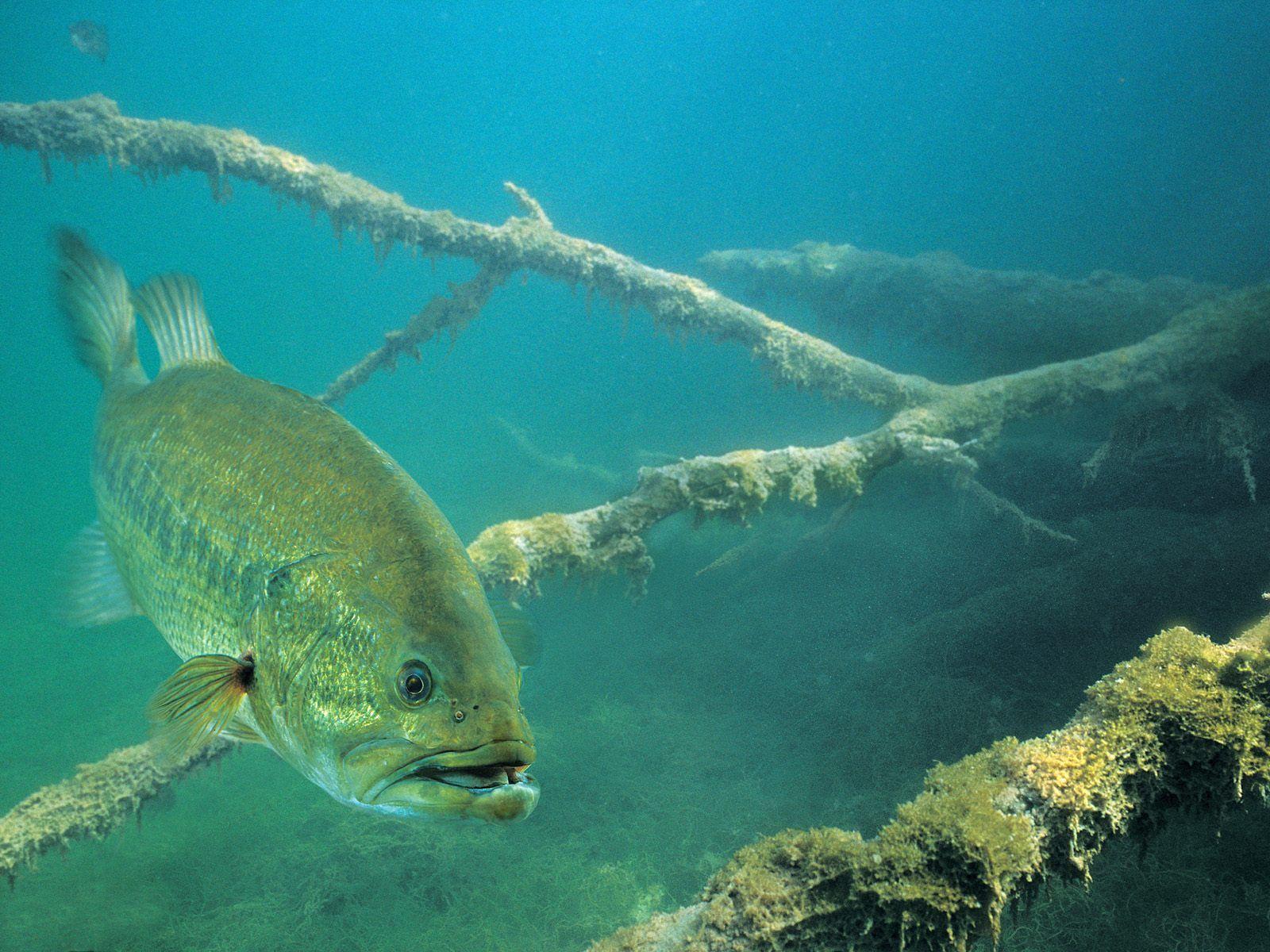 1600x1200 Outdoor Fishing Wallpaper .