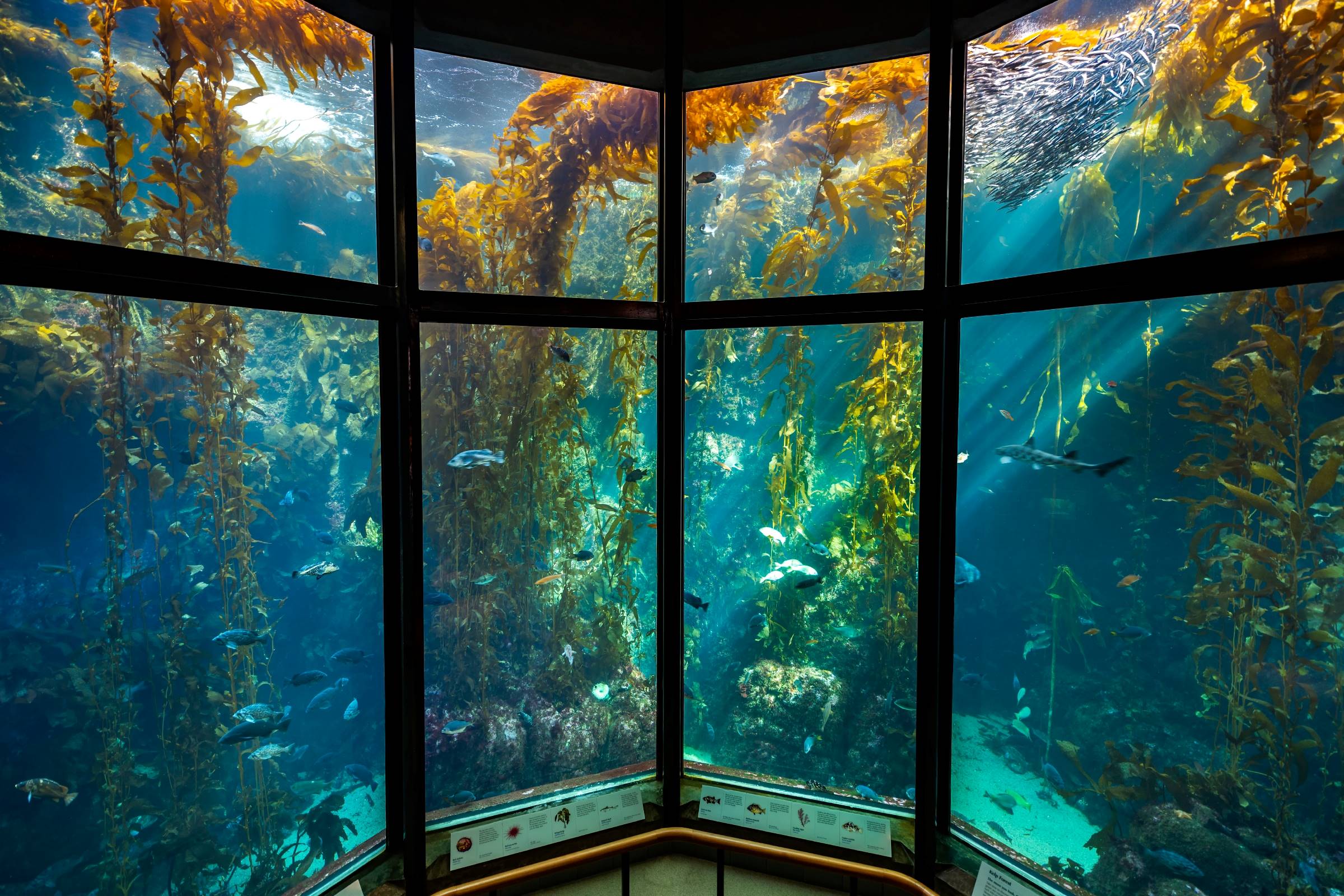 2400x1600 Kelp Forest. Exhibit. Monterey Bay .