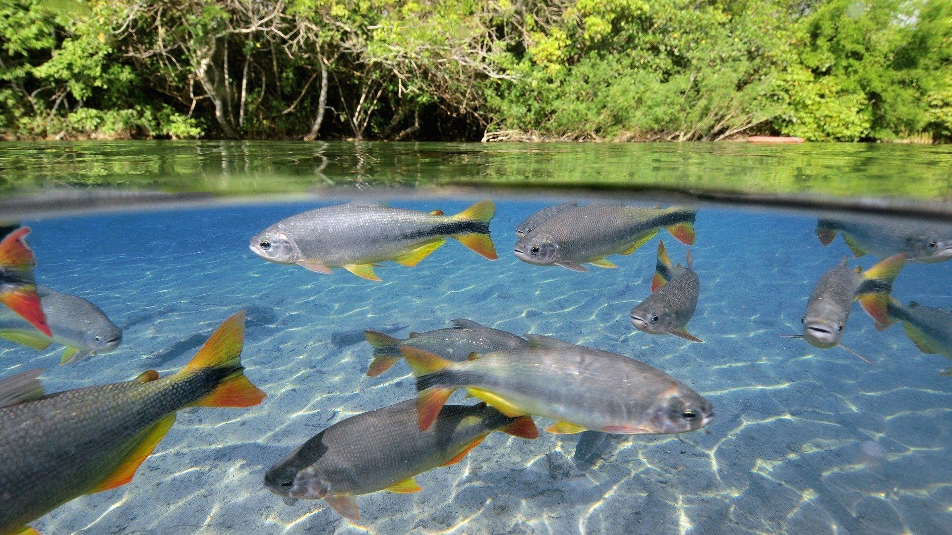 1920x1080 animals, Fishes, Underwater, Tropical .