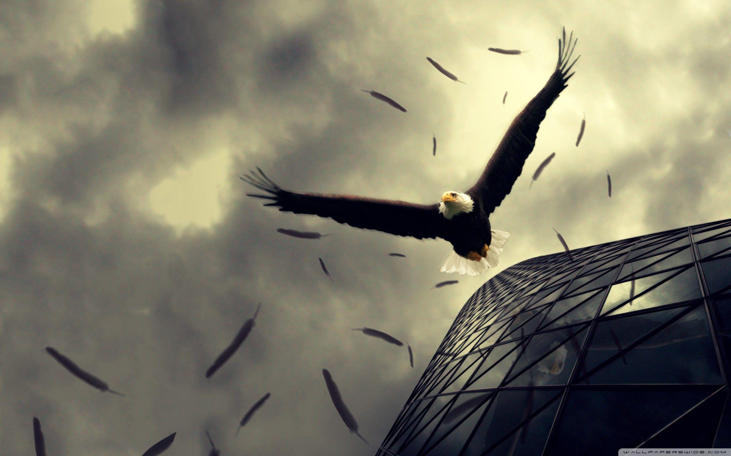2560x1600 Flying