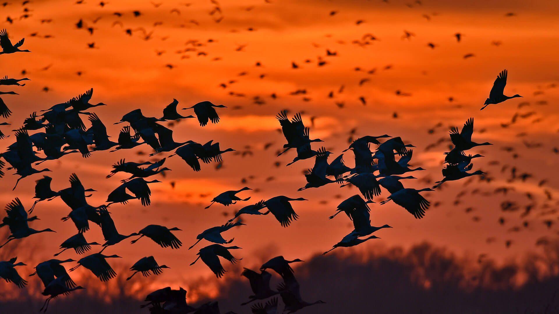 1920x1080 Sandhill cranes fly the Platte by .wallpaperhub.app