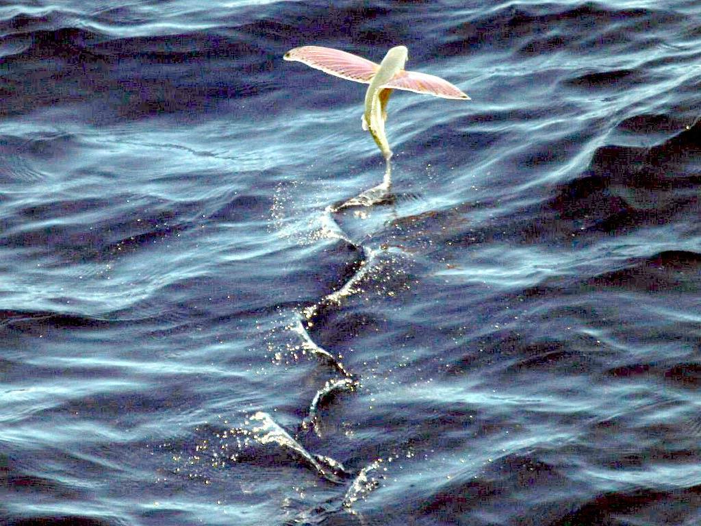 1024x768 Flying Fish Wallpaper
