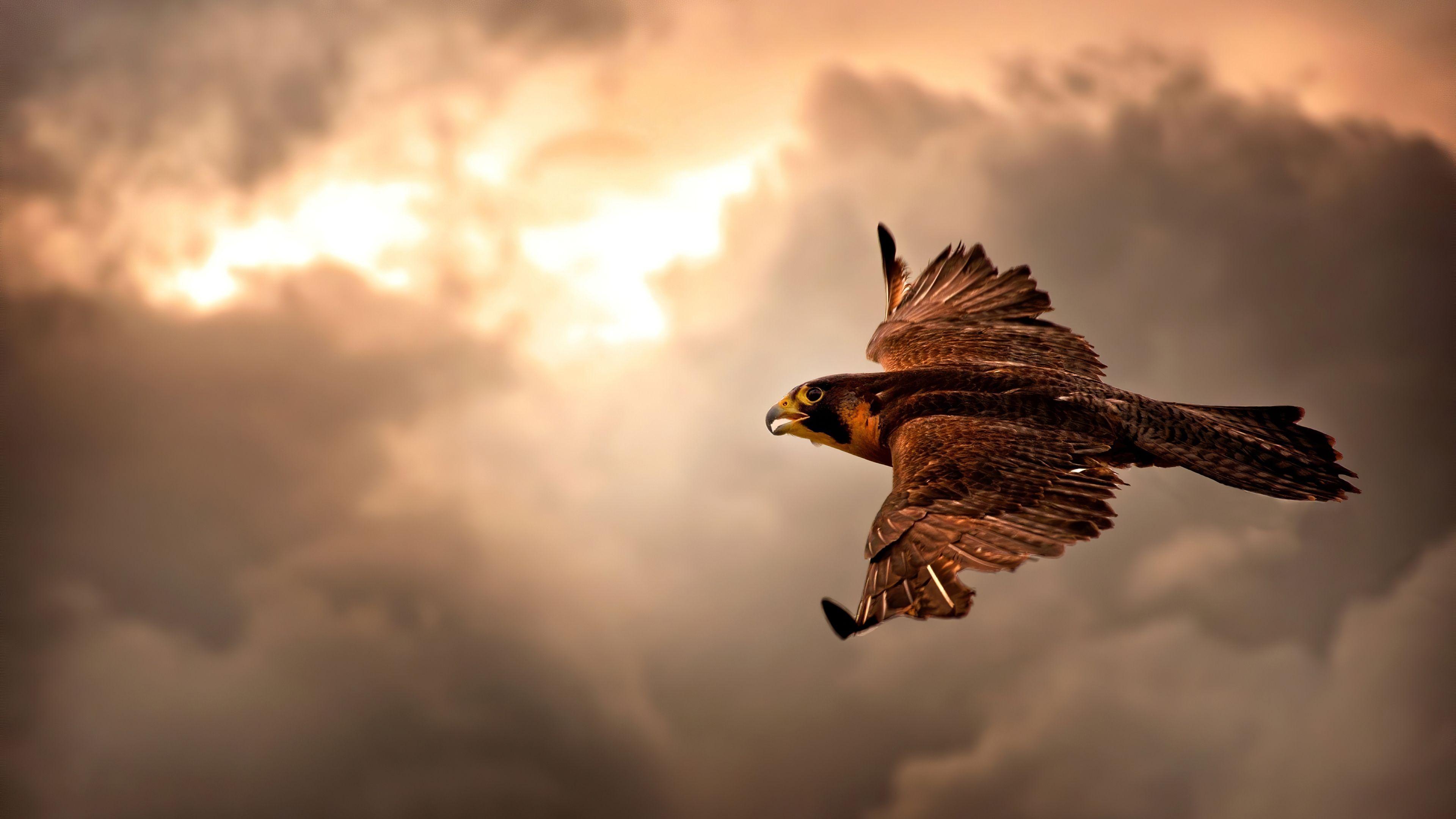 3840x2160 Flying HD Wallpaper & Backgrounduhdwallpaper.xyz