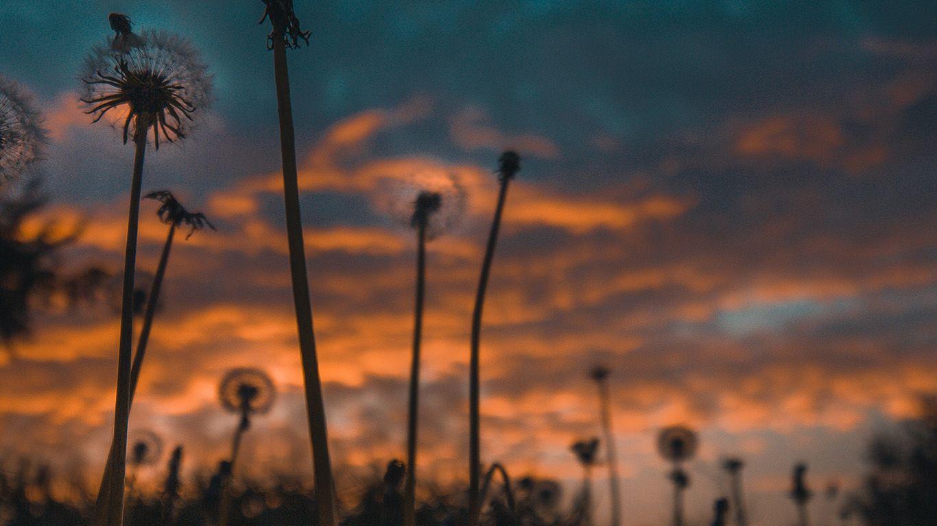 1366x768 desktop, laptop. nature sunset