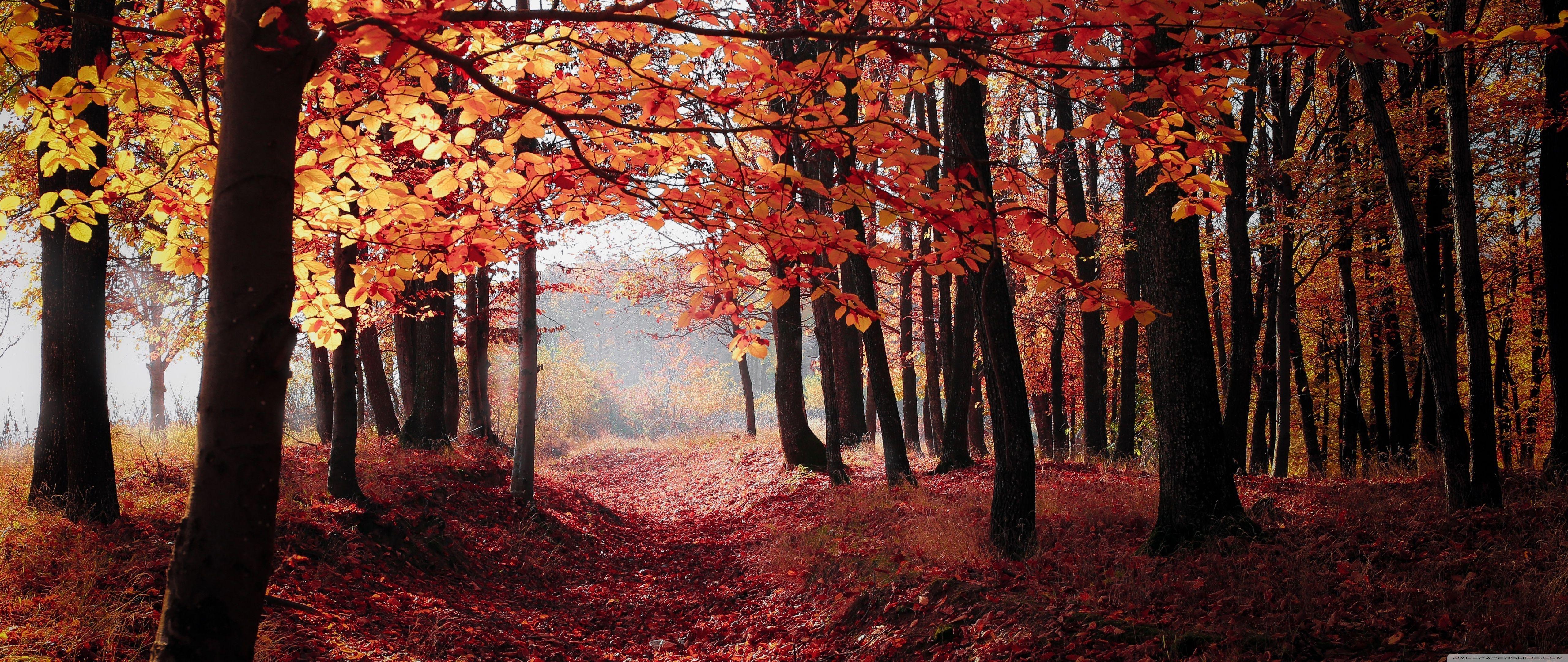 5120x2160 4k Ultrawide Forest Wallpaper