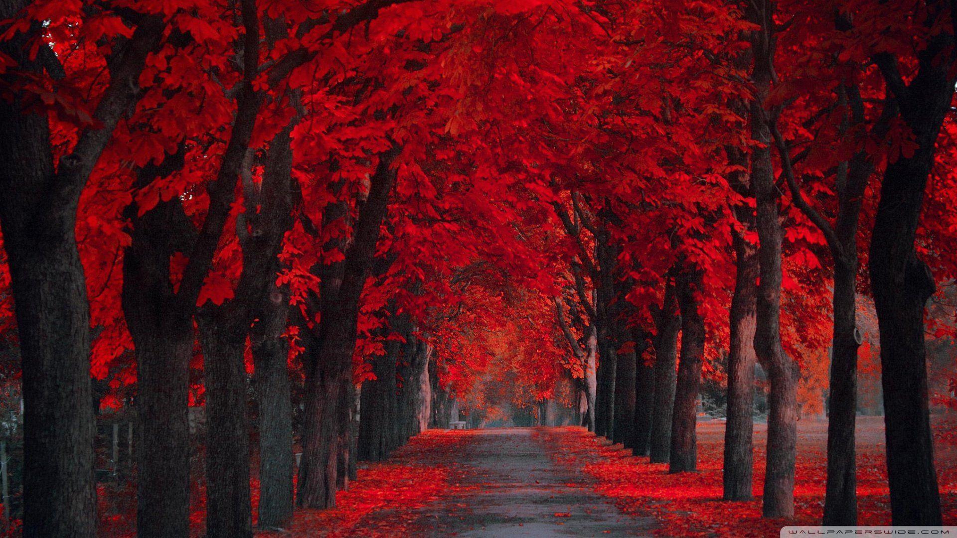 1920x1080 Free download Red leaf wallpaper .