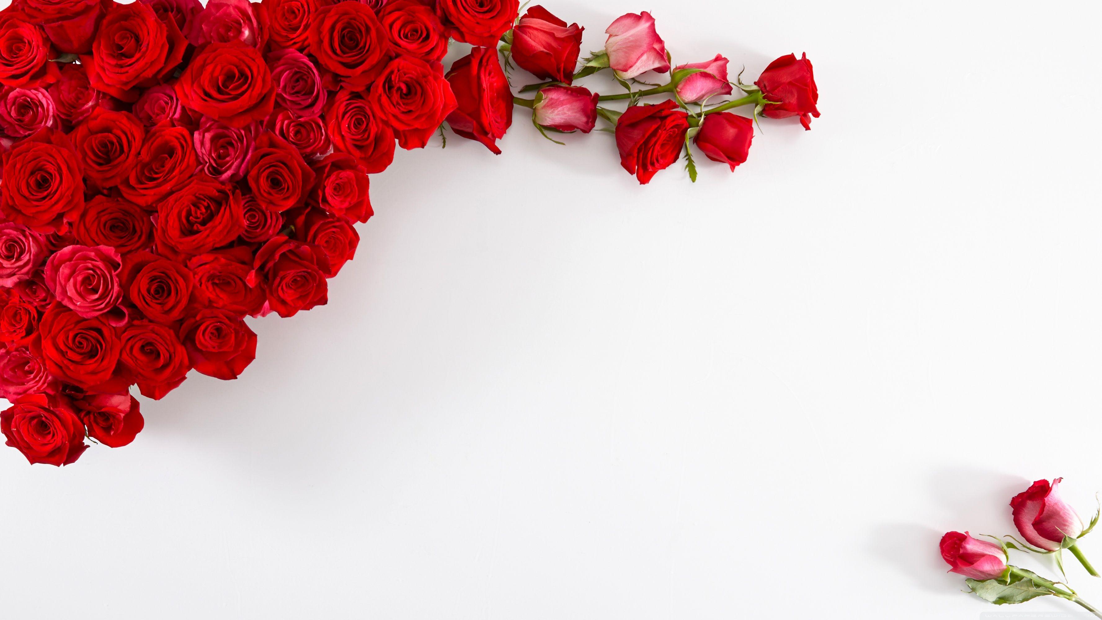 3554x1999 Red Roses on White Background Ultra HD .