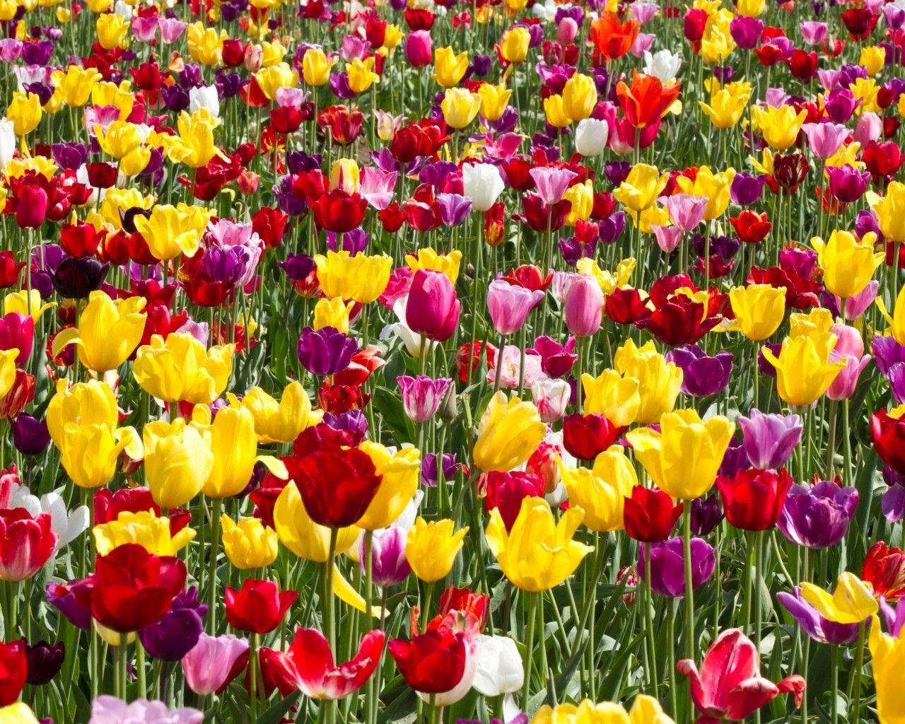 1280x1024 Download 1280x1024 Tulip Garden .