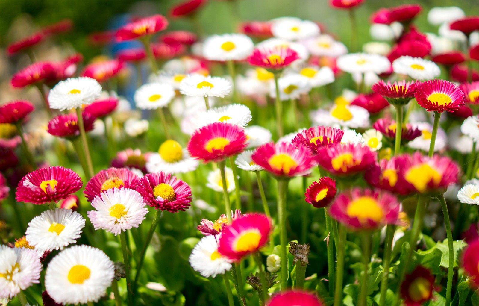 1600x1022 Flowers, Garden, Colorful, Colourful .