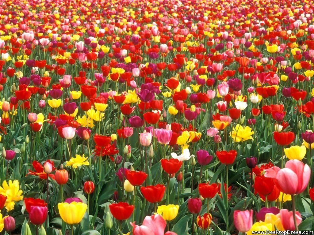 1024x768 Colorful Tulip Garden .