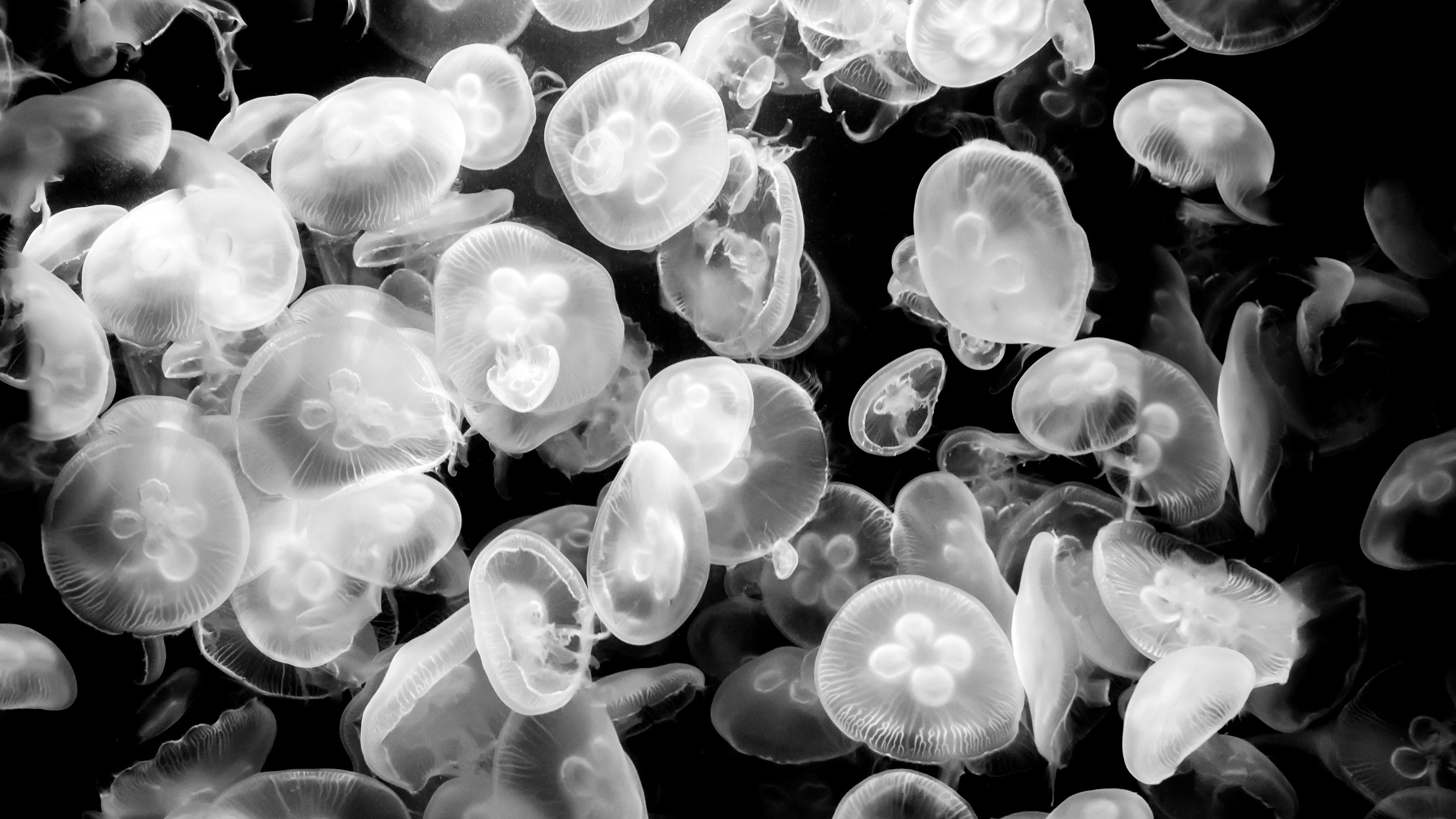 3840x2160 Jellyfish Medusozoa Black White 4K Ultra HD Desktop Wallpaper