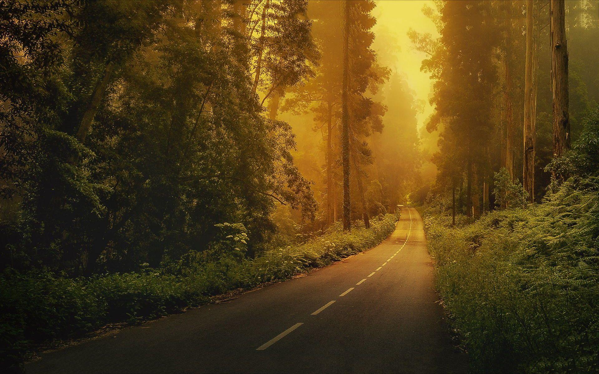 1920x1200 Enchanted, Forest, Way, Wide, Hd, Wallpaper, Download Wallpaper