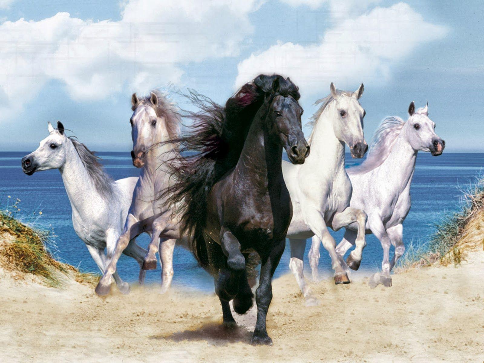 1600 Horse HD Wallpapers and Backgrounds