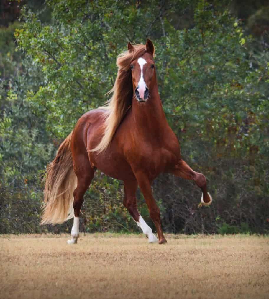 912x1010 Beautiful Horse HD Wallpaper .ca