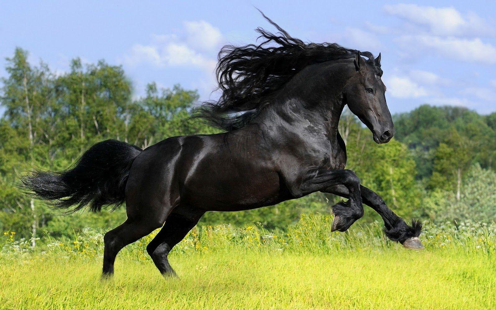 1600x1000 Black Horse