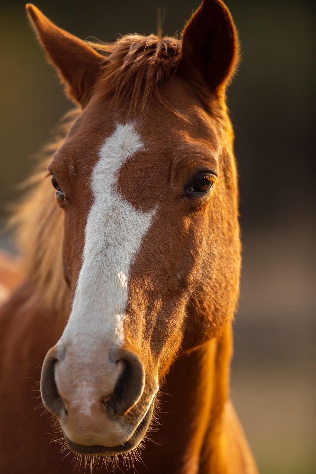 1080x1620 Horse Wallpaper: Free HD Download .com
