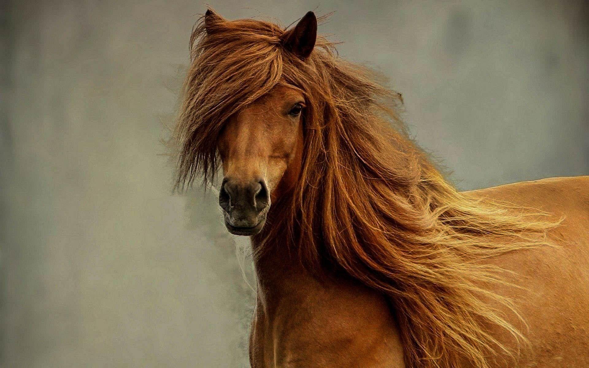 1920x1200 Horses 2017 HD Wallpaper