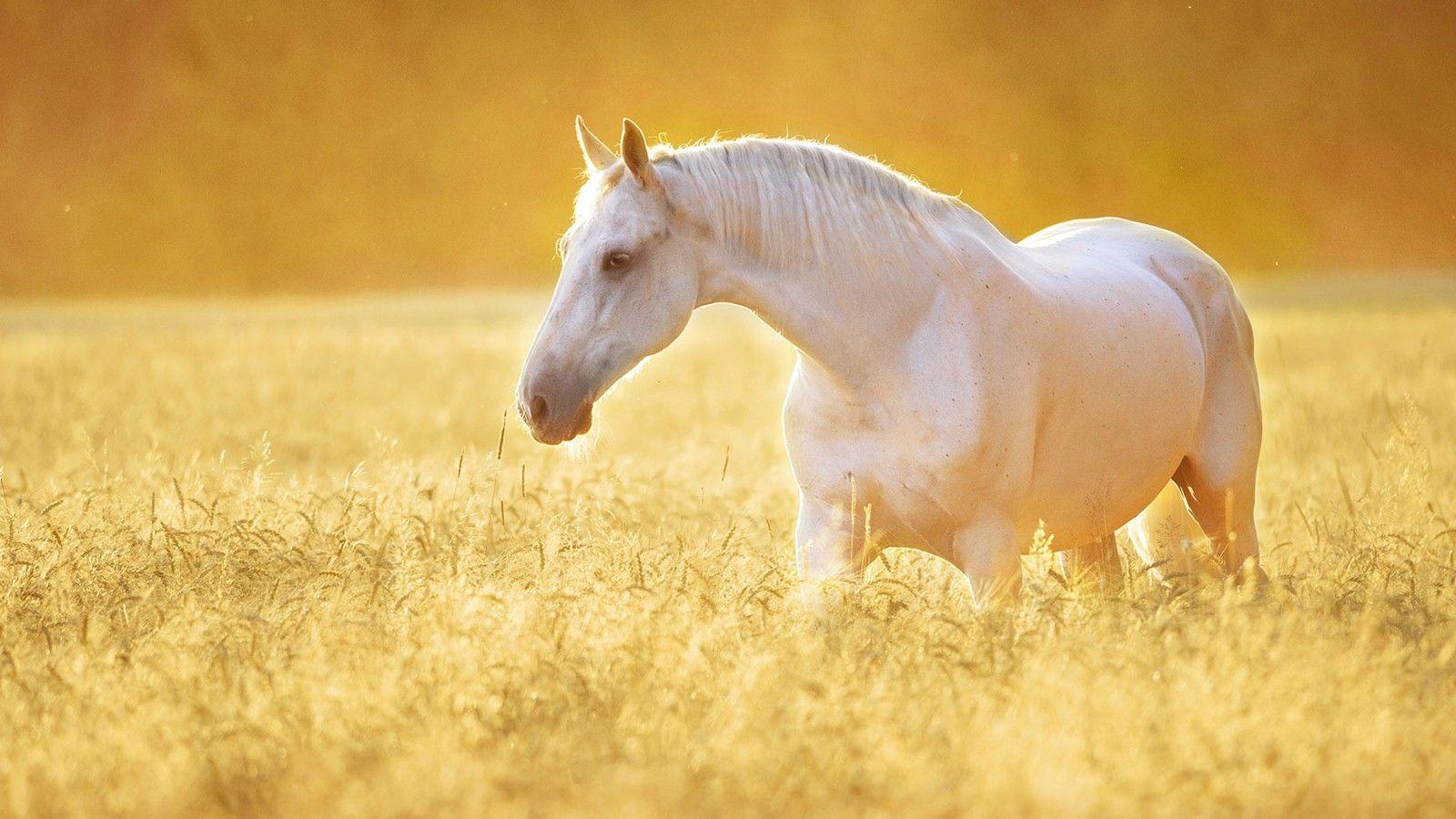 1600x900 Beautiful Horse Image Hdhorse2387.