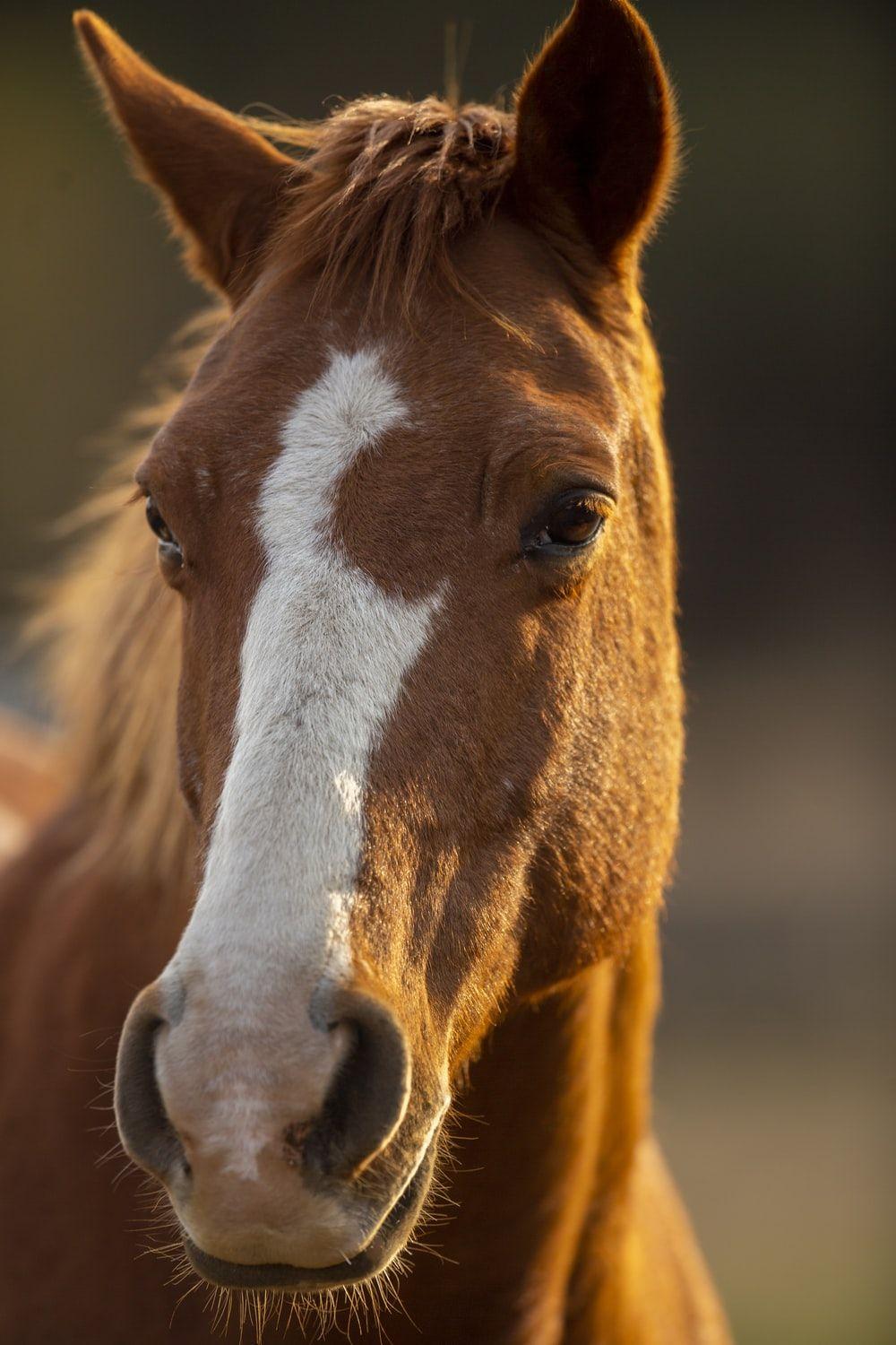 Horse Face HD Wallpapers - Top Free Horse Face HD Backgrounds ...