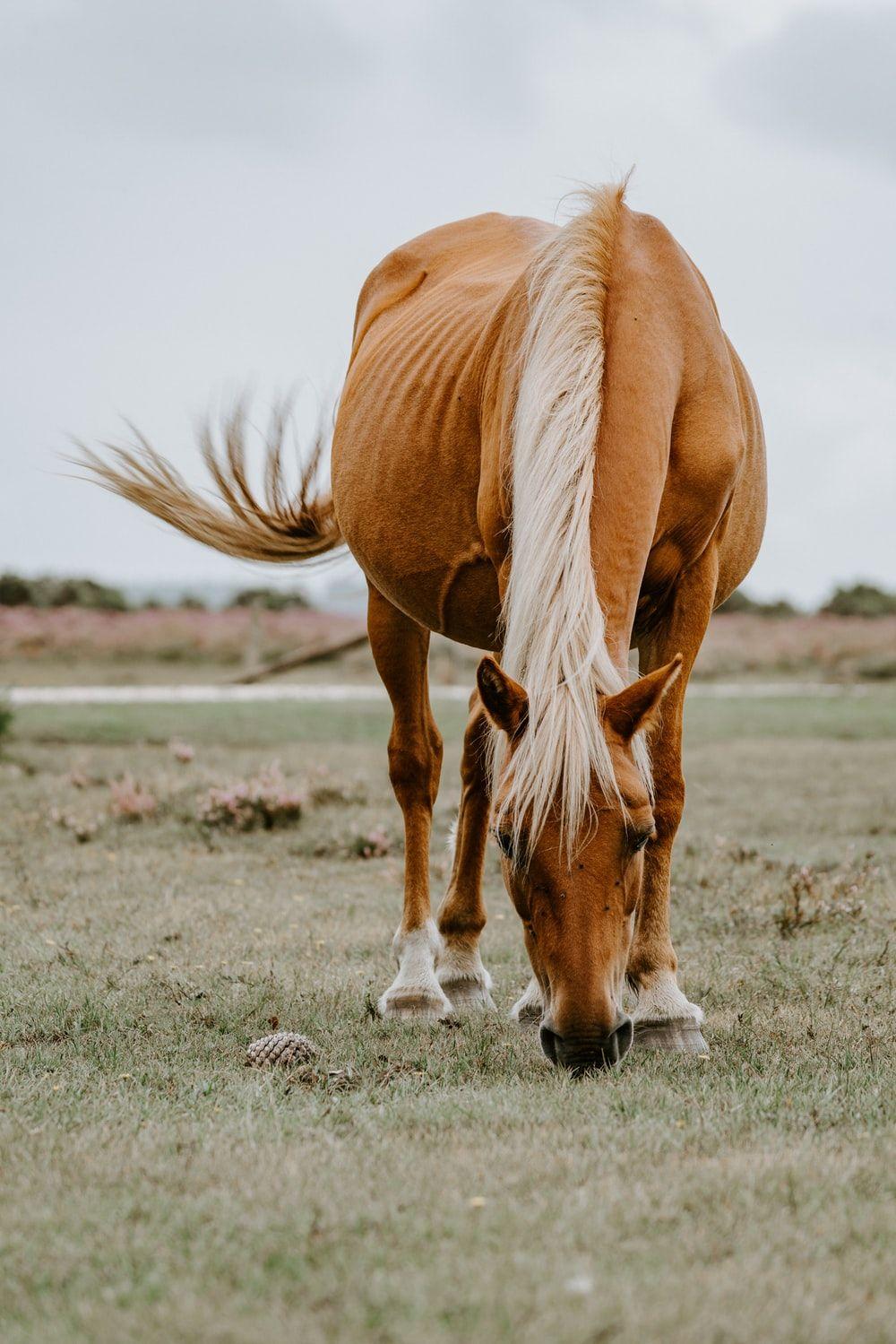1000x1499 Horse Wallpaper: Free HD Download .com