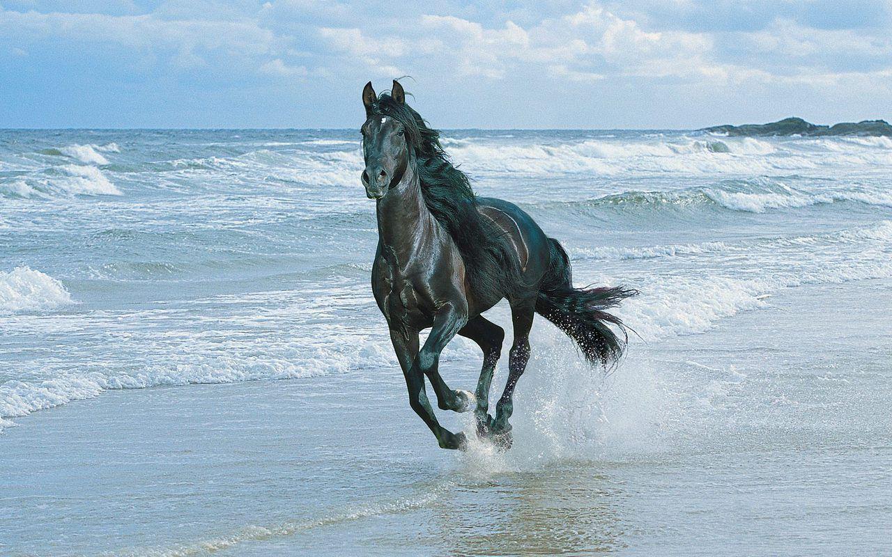 1280x800 Beautiful Horses Wallpaper .newallp.