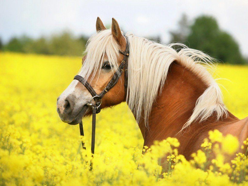 1024x768 Beautiful Horse Desktop Wallpaper .