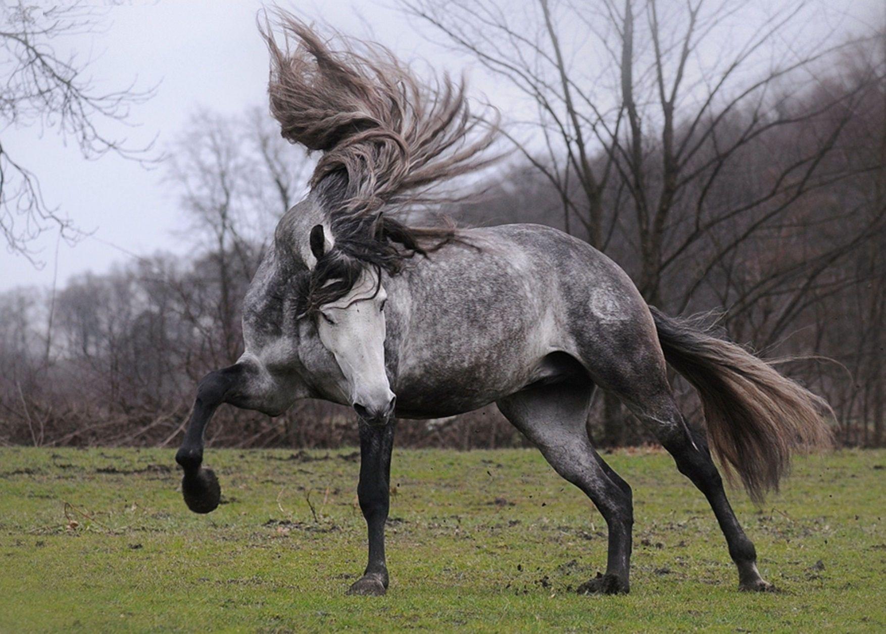 1754x1255 Andalusian Horse Desktop Wallpaper .