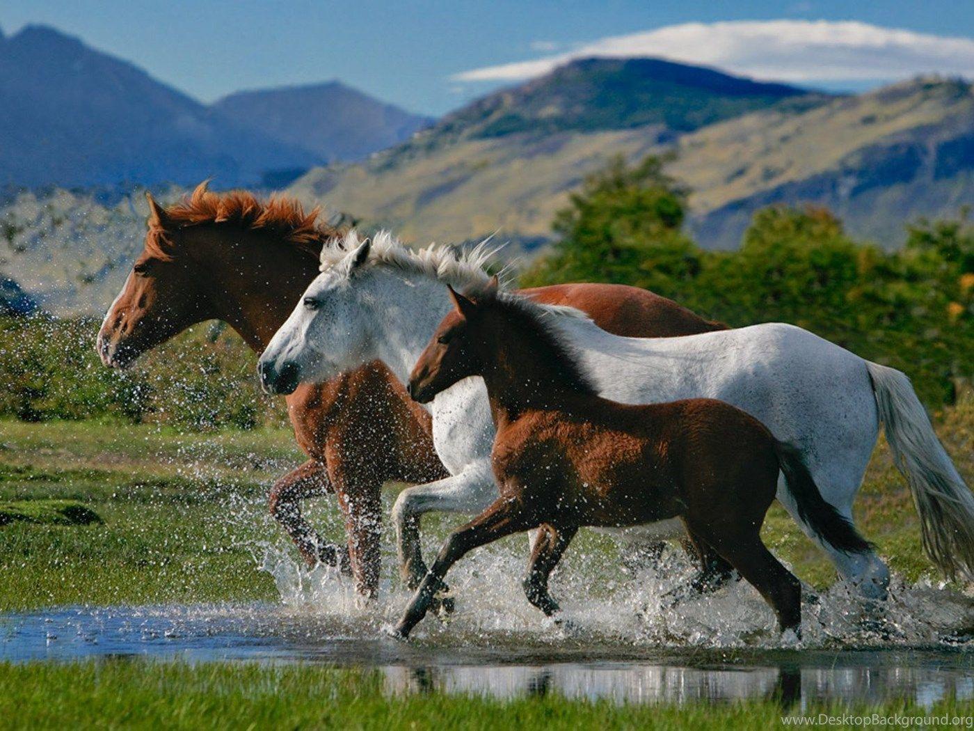 1400x1050 Natural Beautiful Horse Wallpaper on .wallpaper.dog