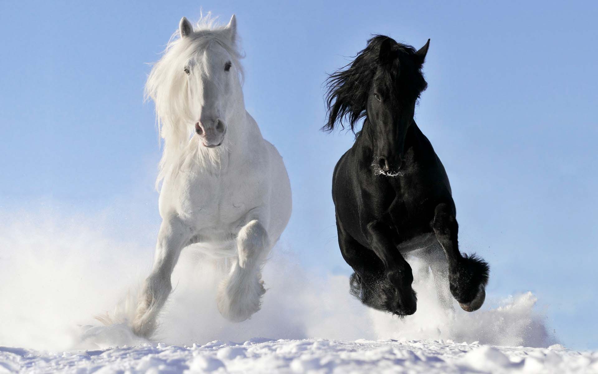 1920x1200 Wild Horse Wallpaper Group Wallpaper