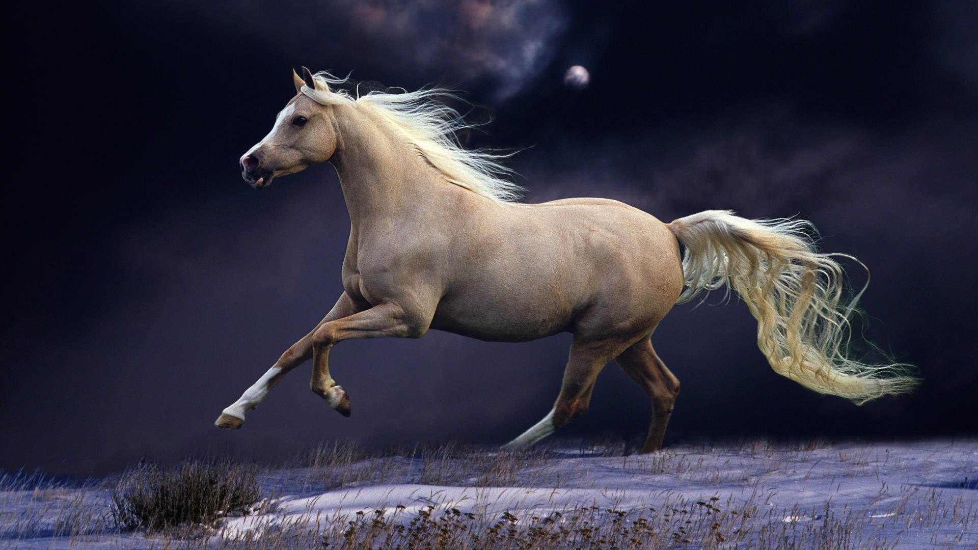 1920x1080 Wallpaper Horses background