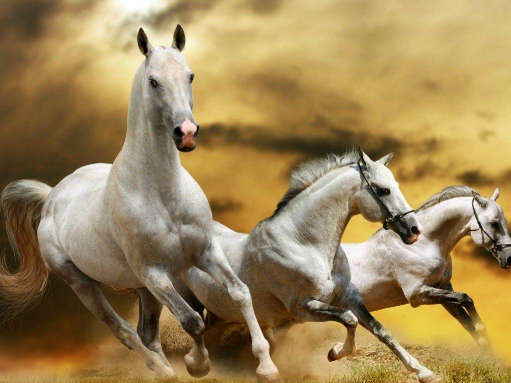1024x768 Horses Wallpaper 7