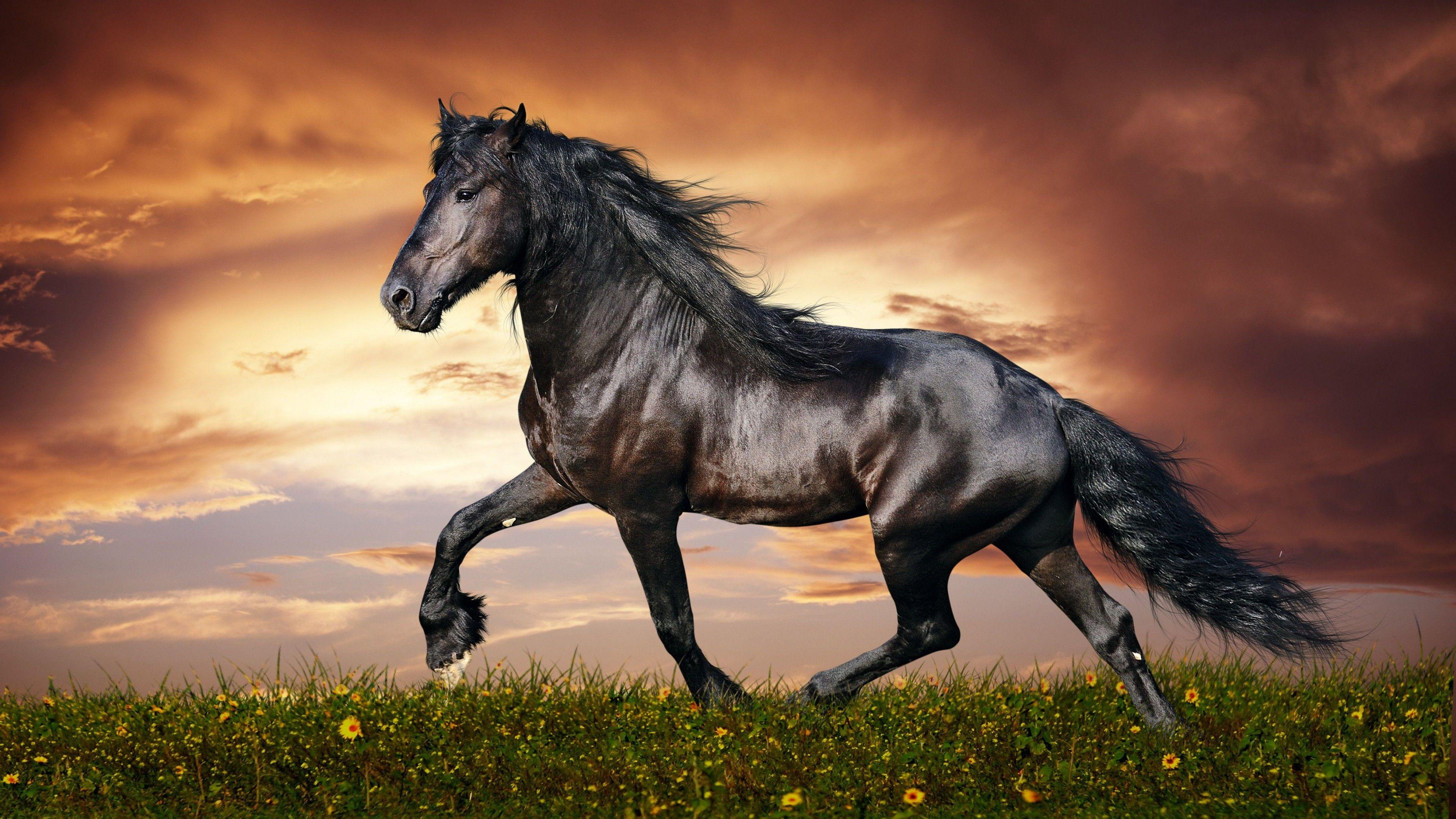 3840x2160 Cool Black Horse HD Animal Wallpaper .itl.cat