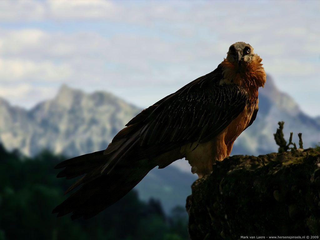1024x768 Free download Wallpaper Bearded Vulture .